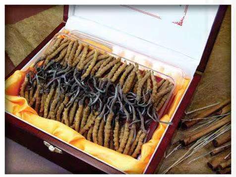 建阳冬虫夏草回收